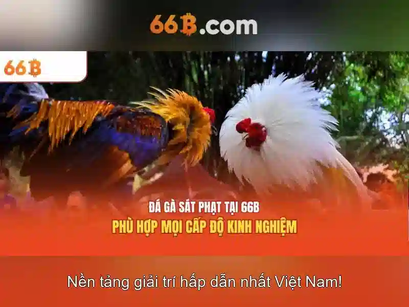 66b: Khái niệm và ứng dụng trong công nghệ dữ liệu