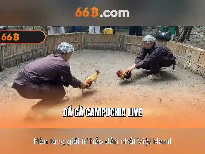 Giới thiệu về 66b